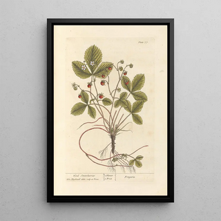 Strawberries of the woods - Elizabeth Blackwell — framed artwork on a wall