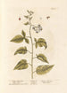 Sweet-bitter - Elizabeth Blackwell — artwork view