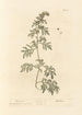 Absinthe - Elizabeth Blackwell — artwork view