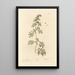 Absinthe - Elizabeth Blackwell — framed artwork on a wall