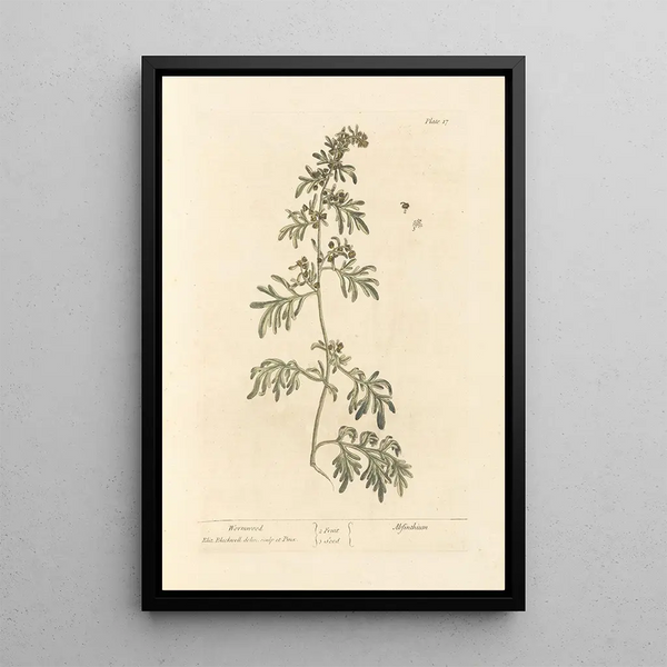 Absinthe - Elizabeth Blackwell — framed artwork on a wall
