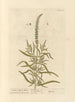 Réséda des teinturiers - Elizabeth Blackwell — artwork view