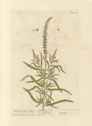 Réséda des teinturiers - Elizabeth Blackwell — artwork view