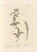 Achillée millefeuille - Elizabeth Blackwell — artwork view
