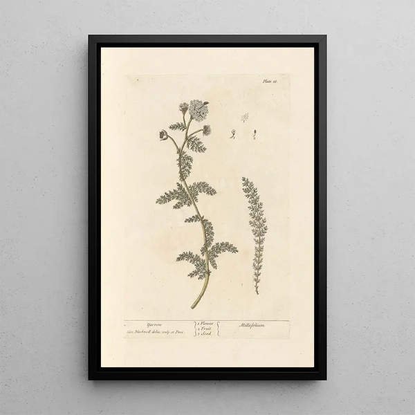 Achillée millefeuille - Elizabeth Blackwell — framed artwork on a wall