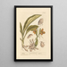 Zédoaire - Elizabeth Blackwell — framed artwork on a wall
