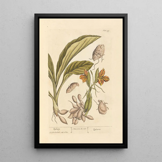 Zédoaire - Elizabeth Blackwell — framed artwork on a wall