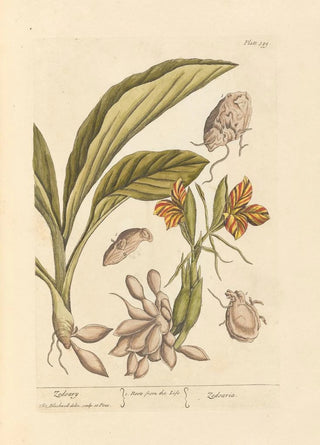 Zédoaire - Elizabeth Blackwell — artwork view
