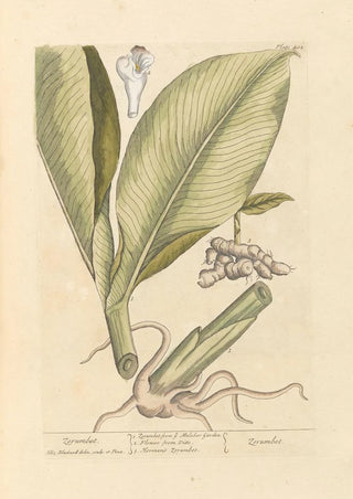 Zérumbet - Elizabeth Blackwell — artwork view