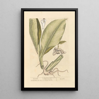 Zérumbet - Elizabeth Blackwell — framed artwork on a wall