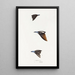 Synopsis of Australian Birds and Adjacent Islands Pl01 - Elizabeth Gould — framed artwork on a wall