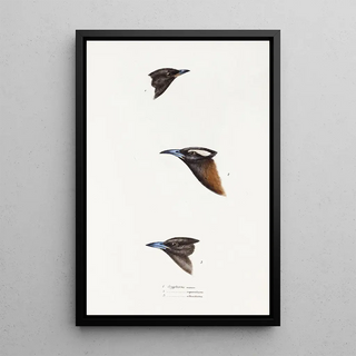 Synopsis of Australian Birds and Adjacent Islands Pl01 - Elizabeth Gould — framed artwork on a wall