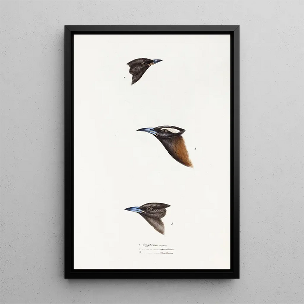 Synopsis of Australian Birds and Adjacent Islands Pl01 - Elizabeth Gould — framed artwork on a wall