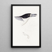 Synopsis of Australian Birds and Adjacent Islands Pl02 - Elizabeth Gould — framed artwork on a wall