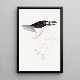 Synopsis of Australian Birds and Adjacent Islands Pl02 - Elizabeth Gould — framed artwork on a wall