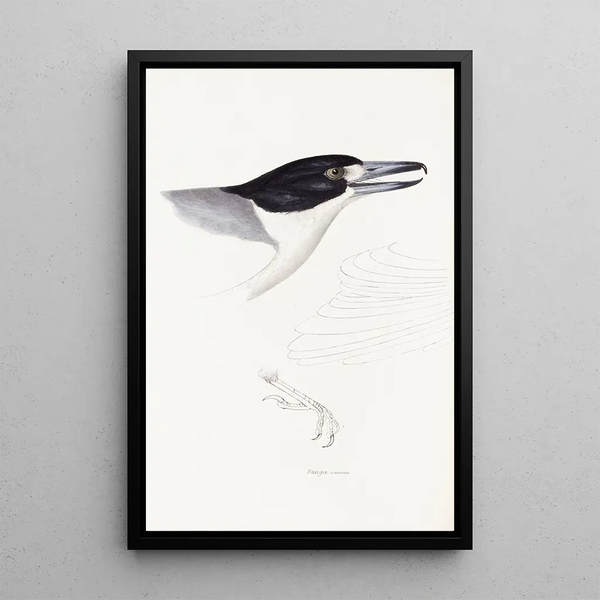 Synopsis of Australian Birds and Adjacent Islands Pl02 - Elizabeth Gould — framed artwork on a wall