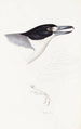 Synopsis of Australian Birds and Adjacent Islands Pl02 - Elizabeth Gould — artwork view
