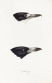 Synopsis of Australian birds and adjacent islands Pl03 - Elizabeth Gould — artwork view