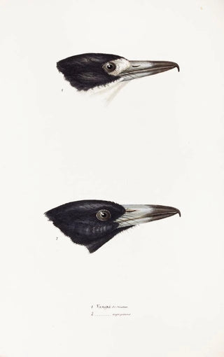 Synopsis of Australian birds and adjacent islands Pl03 - Elizabeth Gould — artwork view