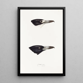 Synopsis of Australian birds and adjacent islands Pl03 - Elizabeth Gould — framed artwork on a wall