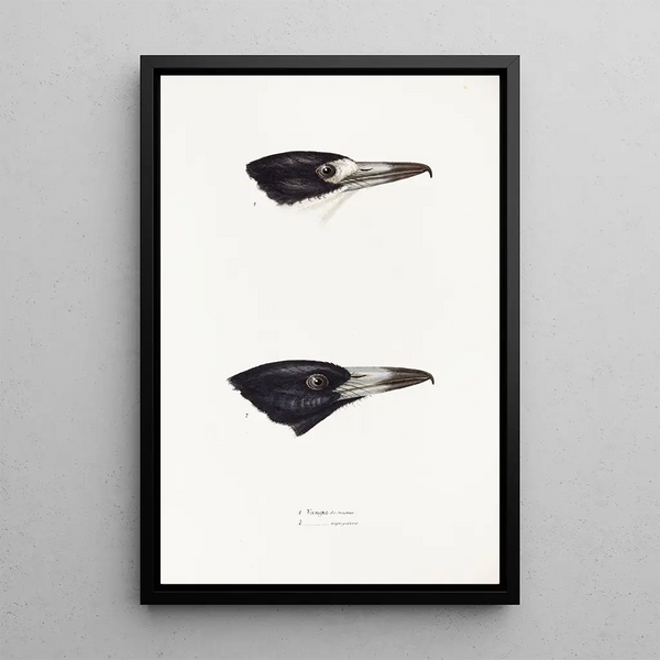 Synopsis of Australian birds and adjacent islands Pl03 - Elizabeth Gould — framed artwork on a wall