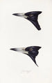 Synopsis of Australian Birds and Adjacent Islands Pl04 - Elizabeth Gould — artwork view