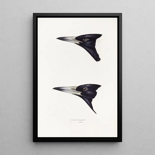 Synopsis of Australian Birds and Adjacent Islands Pl04 - Elizabeth Gould — framed artwork on a wall