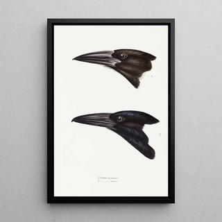 Synopsis of Australian Birds and Adjacent Islands Pl05 - Elizabeth Gould — framed artwork on a wall