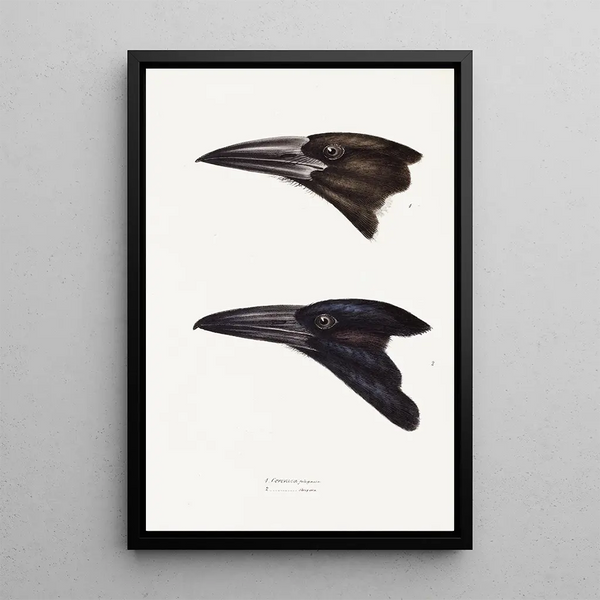 Synopsis of Australian Birds and Adjacent Islands Pl05 - Elizabeth Gould — framed artwork on a wall