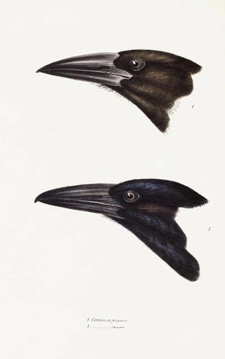 Synopsis of Australian Birds and Adjacent Islands Pl05 - Elizabeth Gould — artwork view