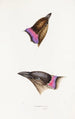 Synopsis of Australian Birds and Adjacent Islands Pl06 - Elizabeth Gould — artwork view