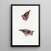 Synopsis of Australian Birds and Adjacent Islands Pl06 - Elizabeth Gould — framed artwork on a wall