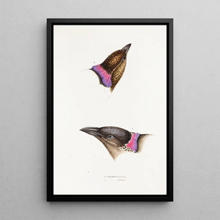 Synopsis of Australian Birds and Adjacent Islands Pl06 - Elizabeth Gould — framed artwork on a wall