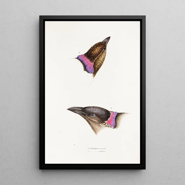 Synopsis of Australian Birds and Adjacent Islands Pl06 - Elizabeth Gould — framed artwork on a wall