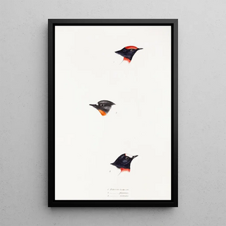 Synopsis of Australian Birds and Adjacent Islands Pl07 - Elizabeth Gould — framed artwork on a wall