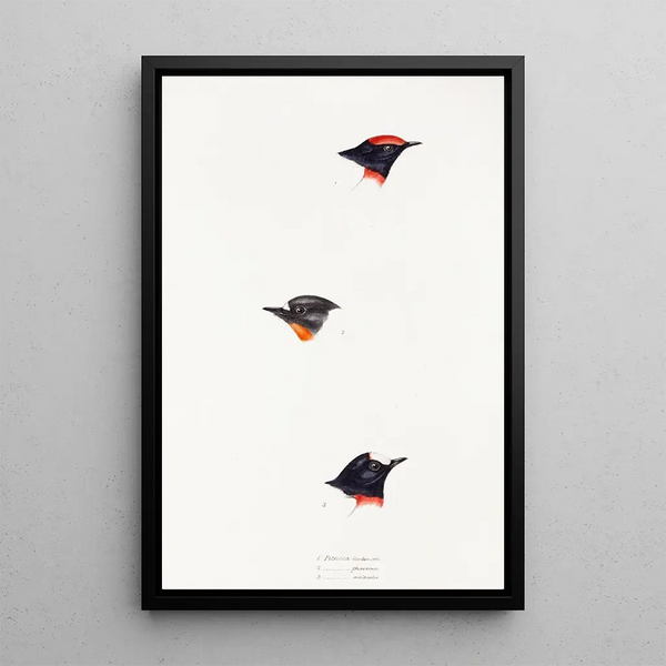 Synopsis of Australian Birds and Adjacent Islands Pl07 - Elizabeth Gould — framed artwork on a wall