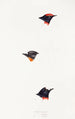Synopsis of Australian Birds and Adjacent Islands Pl07 - Elizabeth Gould — artwork view