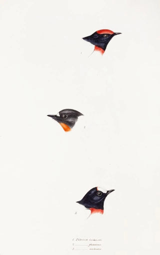 Synopsis of Australian Birds and Adjacent Islands Pl07 - Elizabeth Gould — artwork view
