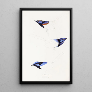 Synopsis of Australian Birds and Adjacent Islands Pl08 - Elizabeth Gould — framed artwork on a wall