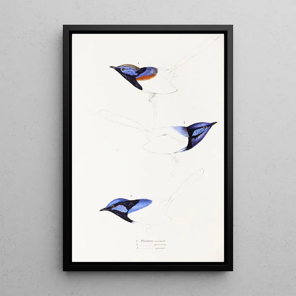 Synopsis of Australian Birds and Adjacent Islands Pl08 - Elizabeth Gould — framed artwork on a wall