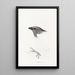 Synopsis of Australian birds and adjacent islands Pl09 - Elizabeth Gould — framed artwork on a wall