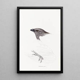 Synopsis of Australian birds and adjacent islands Pl09 - Elizabeth Gould — framed artwork on a wall