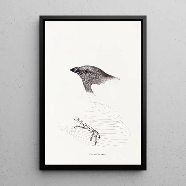 Synopsis of Australian birds and adjacent islands Pl09 - Elizabeth Gould — framed artwork on a wall