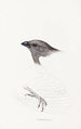 Synopsis of Australian birds and adjacent islands Pl09 - Elizabeth Gould — artwork view