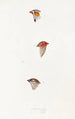 An overview of the birds of Australia and adjacent islands Pl10 - Elizabeth Gould — artwork view