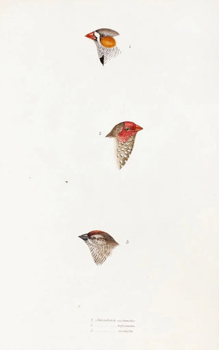 An overview of the birds of Australia and adjacent islands Pl10 - Elizabeth Gould — artwork view