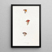 An overview of the birds of Australia and adjacent islands Pl10 - Elizabeth Gould — framed artwork on a wall