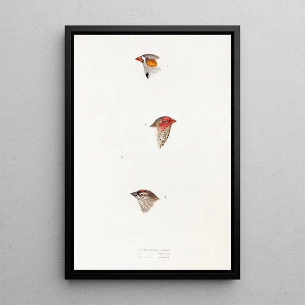 An overview of the birds of Australia and adjacent islands Pl10 - Elizabeth Gould — framed artwork on a wall