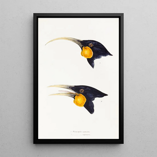 A synopsis of the birds of Australia and adjacent islands Pl11 - Elizabeth Gould — framed artwork on a wall