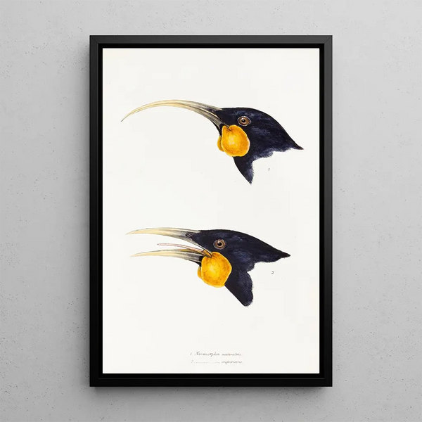 A synopsis of the birds of Australia and adjacent islands Pl11 - Elizabeth Gould — framed artwork on a wall